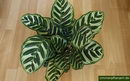 Peacock Plant